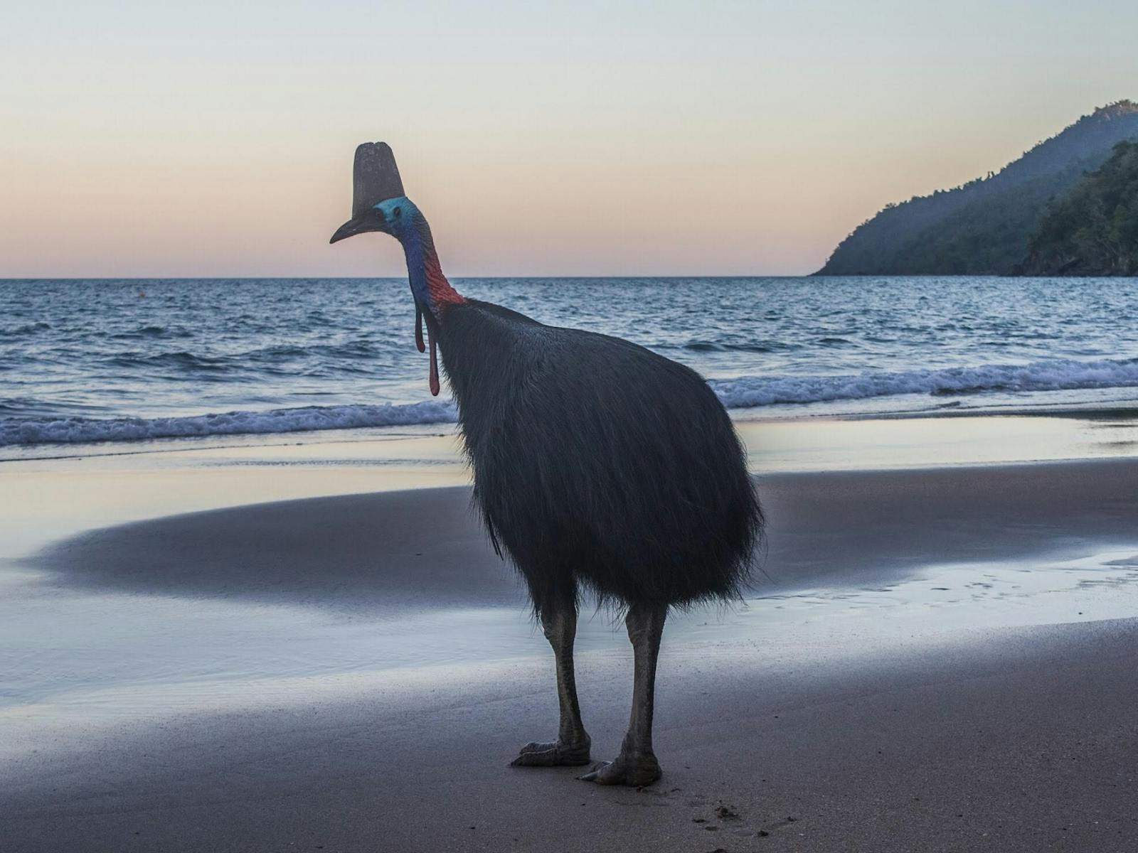 Cassowary in the beach Cassowary in the beach