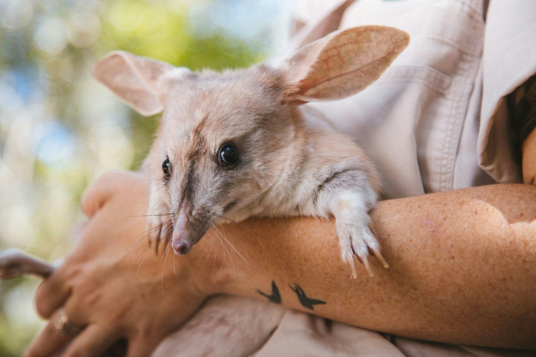 Easter Bilby Week at Dreamworld