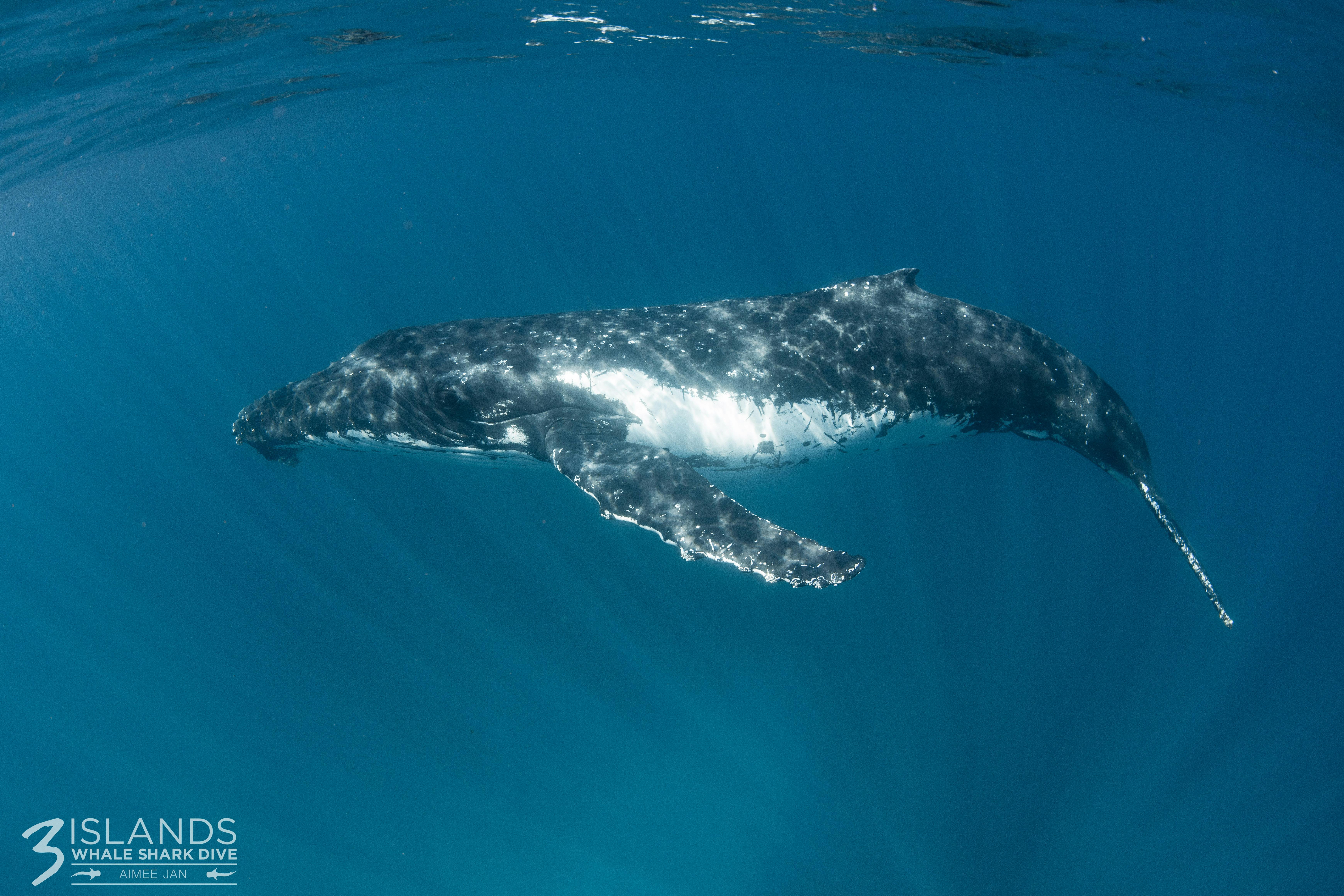 Underwater Humpback Whale