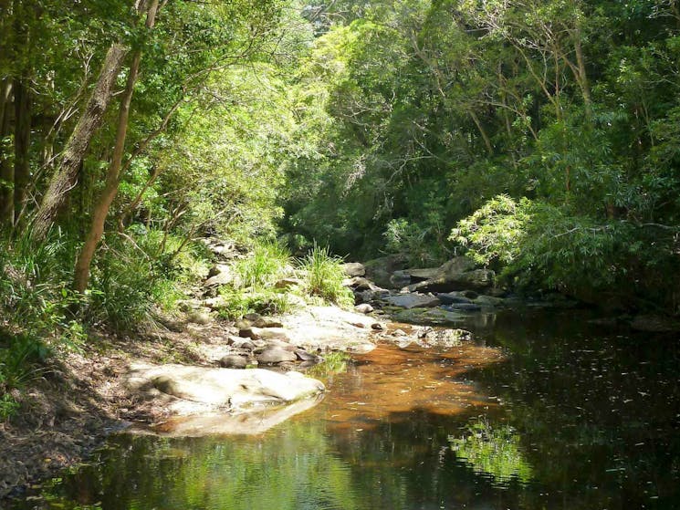 Forest Path, Royal National Park. Photo: Andy Richards