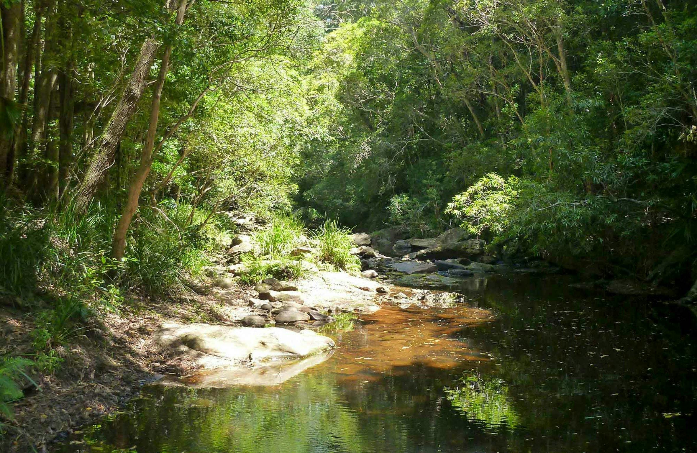 Forest Path | Sydney, Australia - Official Travel & Accommodation Website