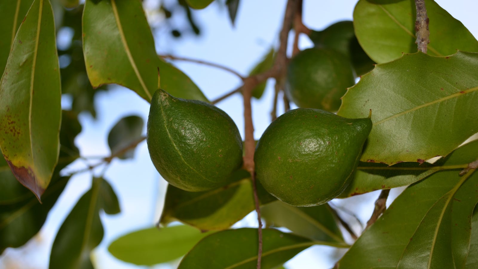 Barenuts Macadamia Farm