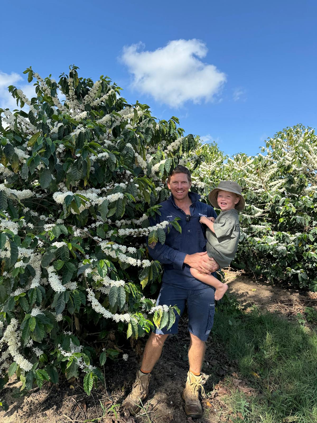 Coffee farm flowering