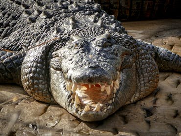 Close up of a large saltwater crocodile Close up of a large saltwater crocodile