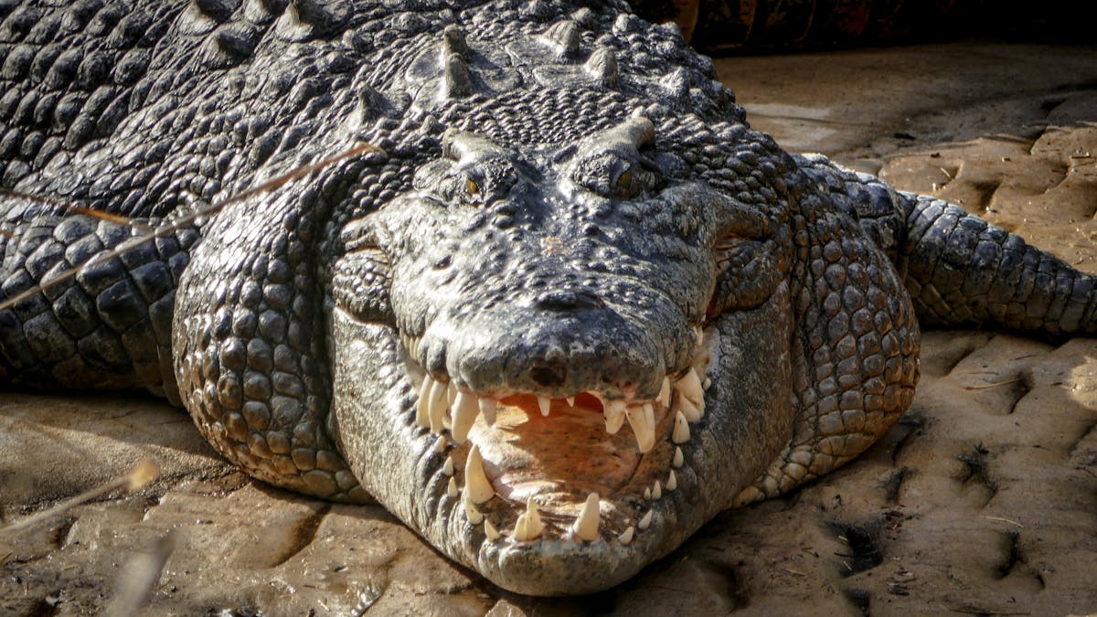 Close up of a large saltwater crocodile