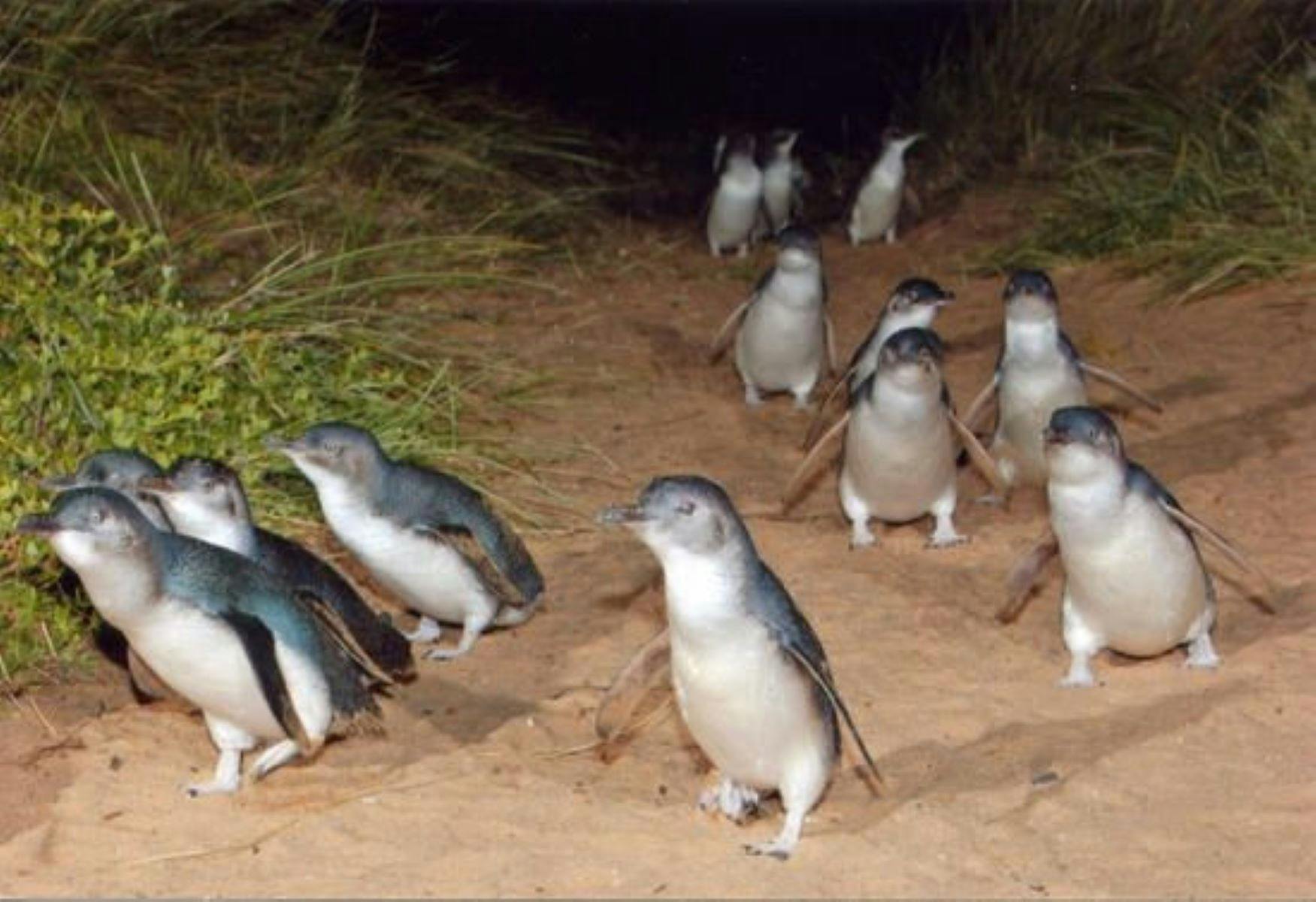 Penguins