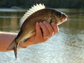 King River