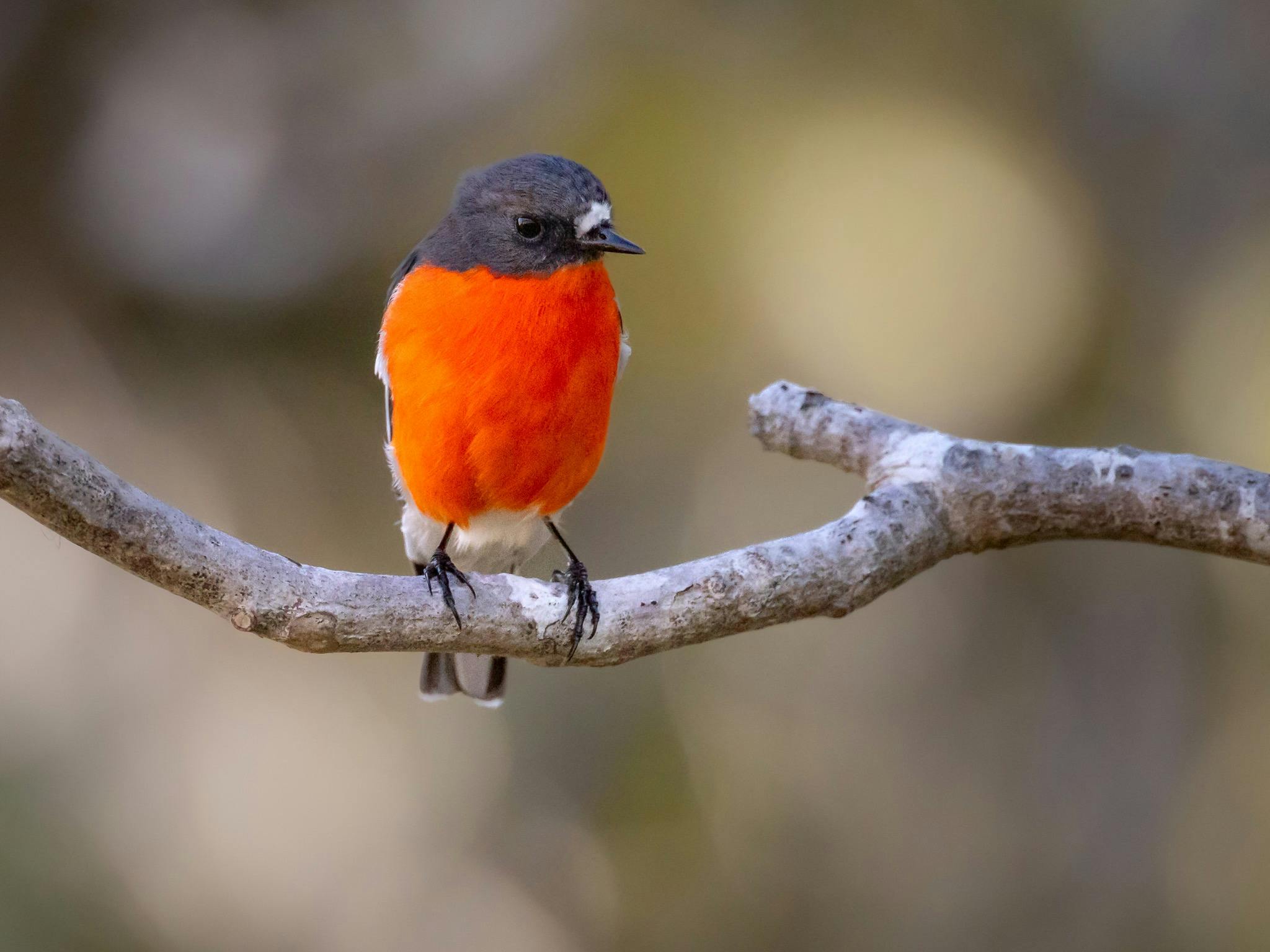 bird perched on branch - bird has black head and vibrant red belly
