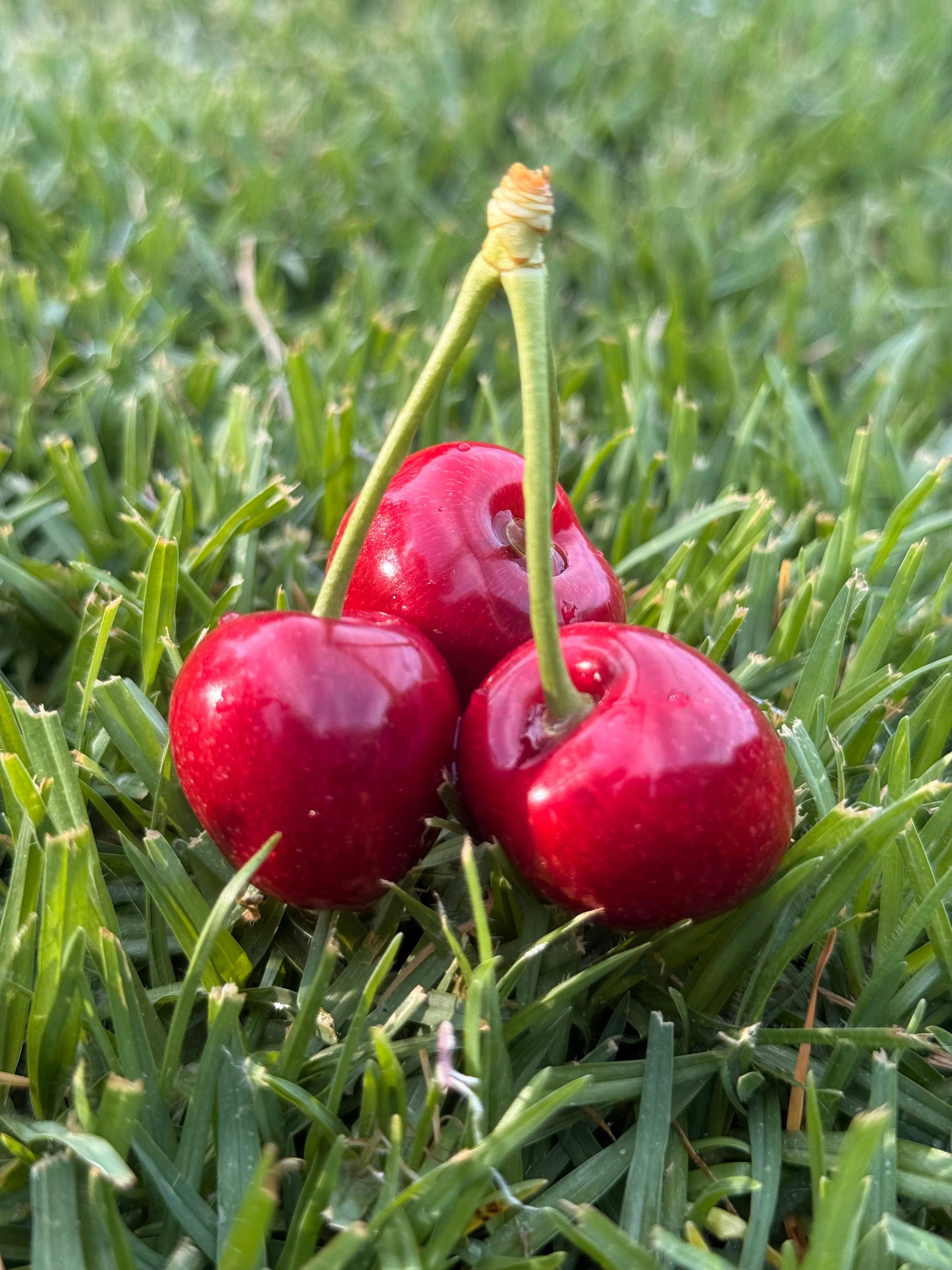Cherry Grass