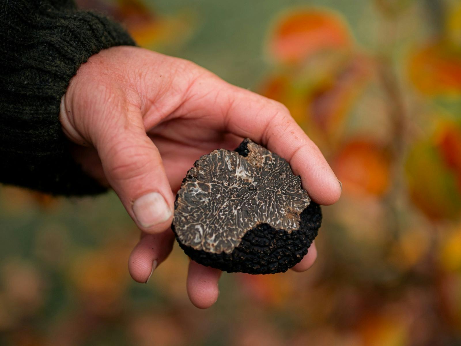 Truffle Degustation at Balgownie