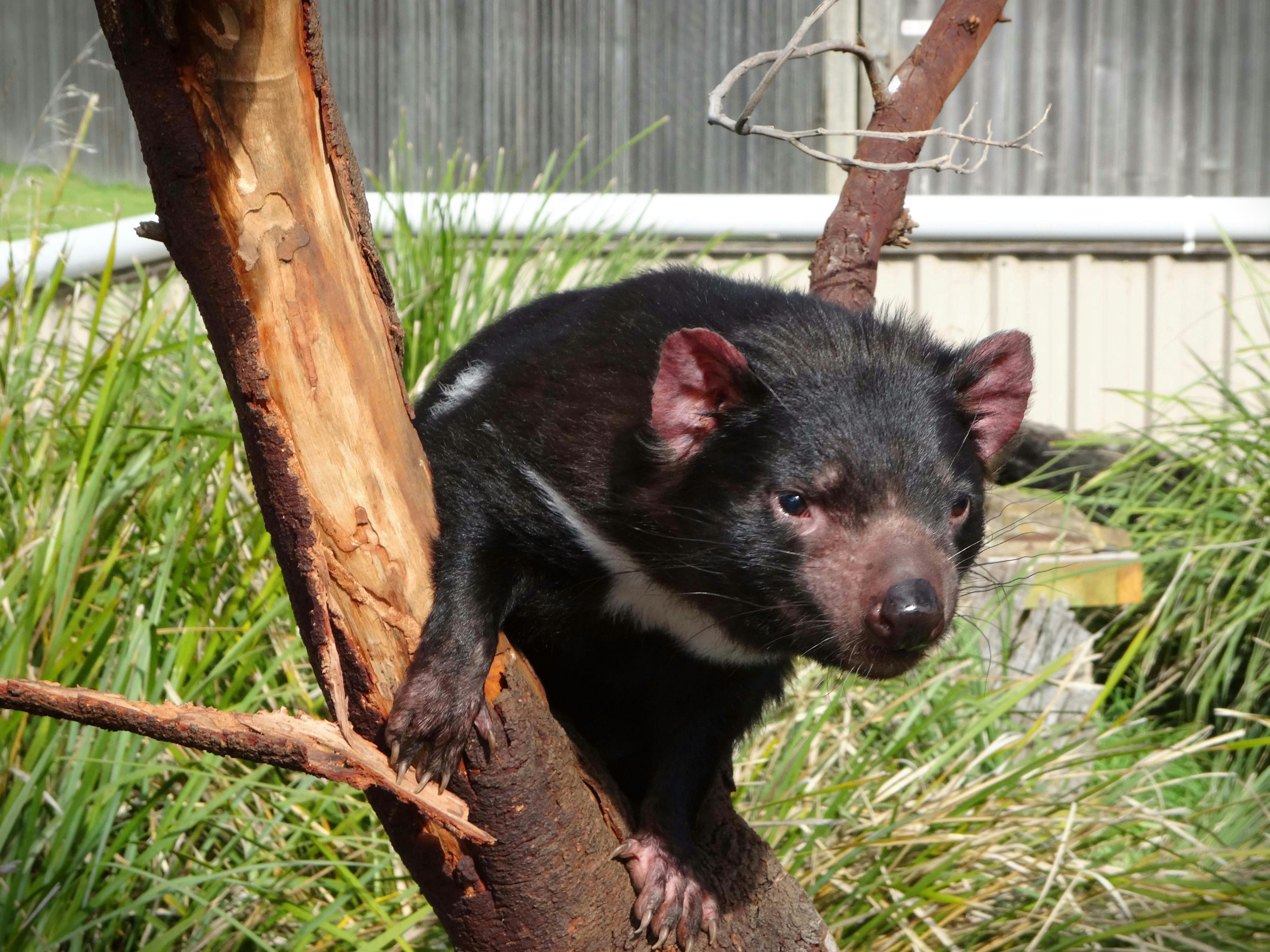 Tassie Devil up close with Fun Tassie Tours.