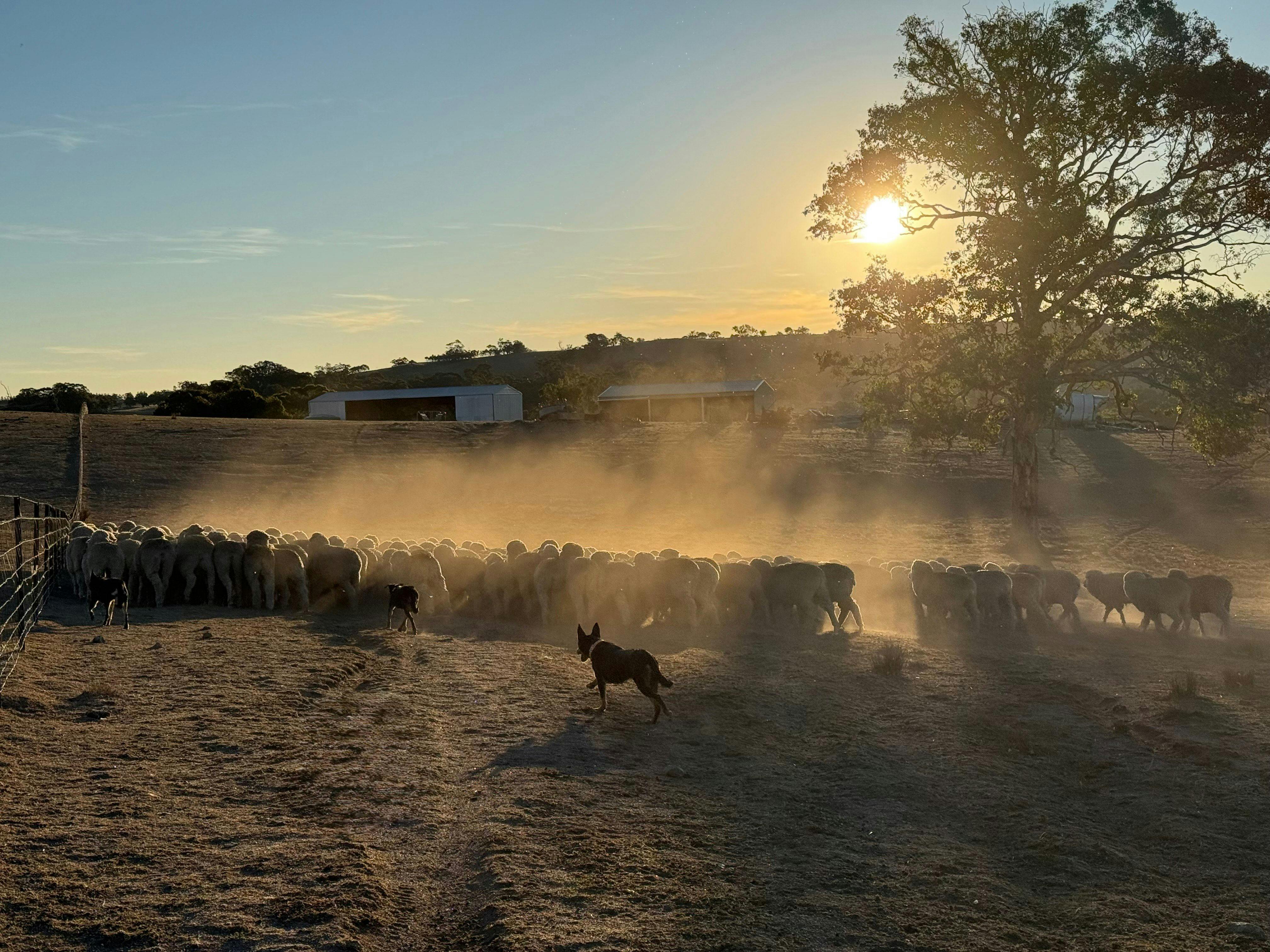 Stoneleigh Cottage Farm Life
