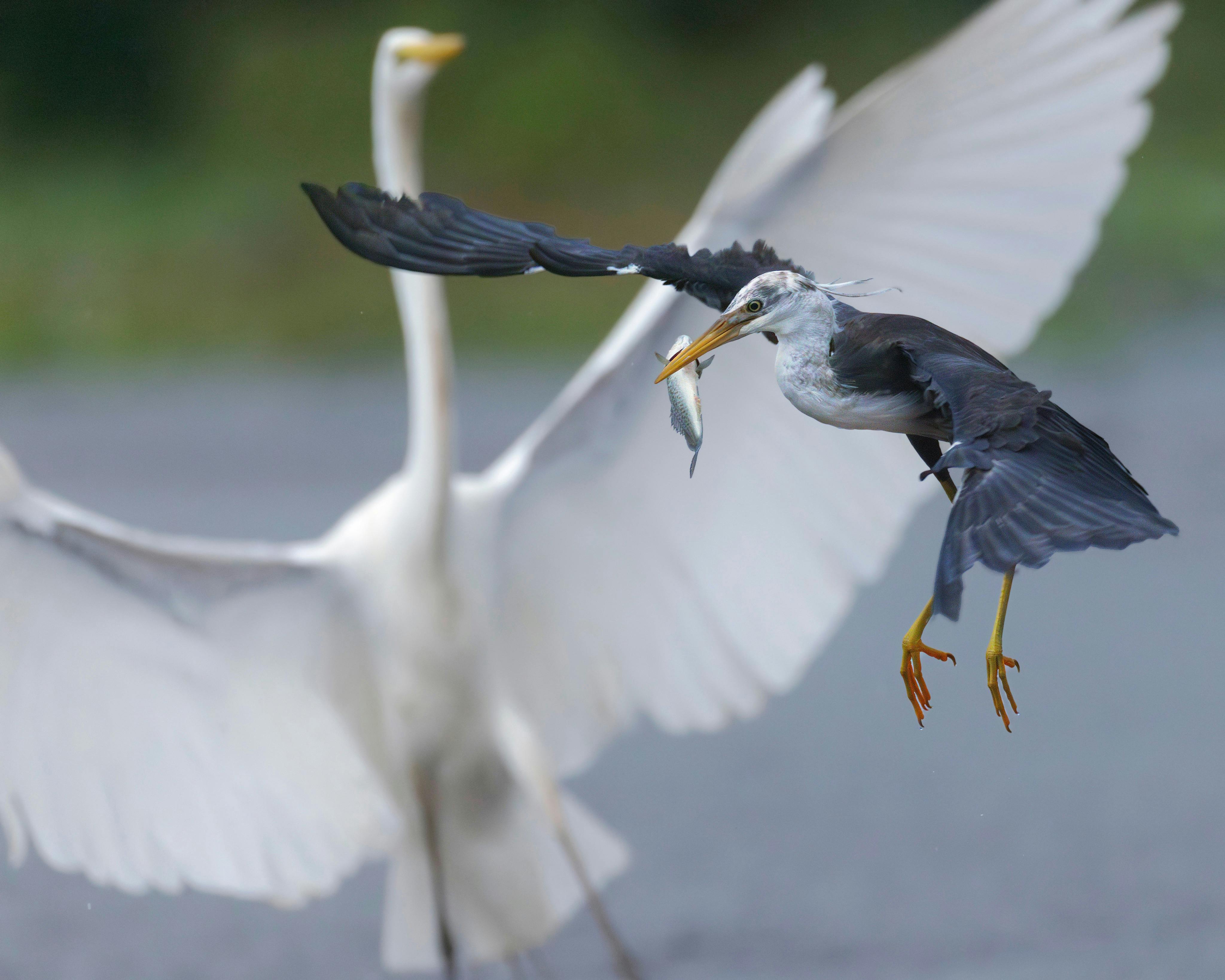 Juvenile Pied Heron, Egretta picata, with a fish dinner at Fogg Dam, Northern Territory
