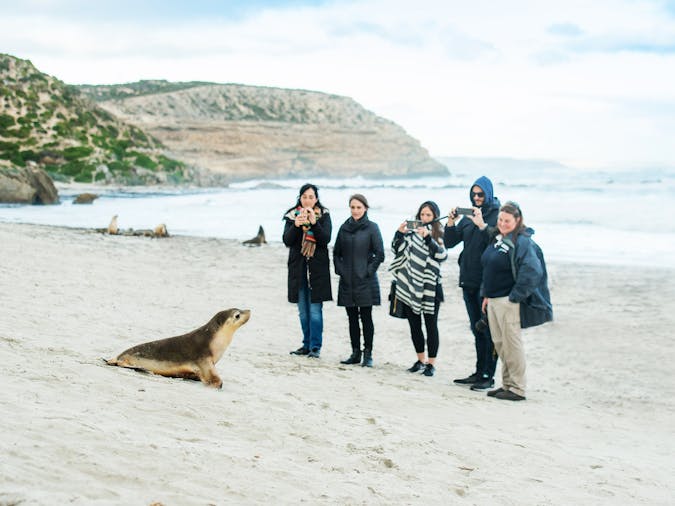 1 Day Kangaroo Island Wildlife Discovery Tour