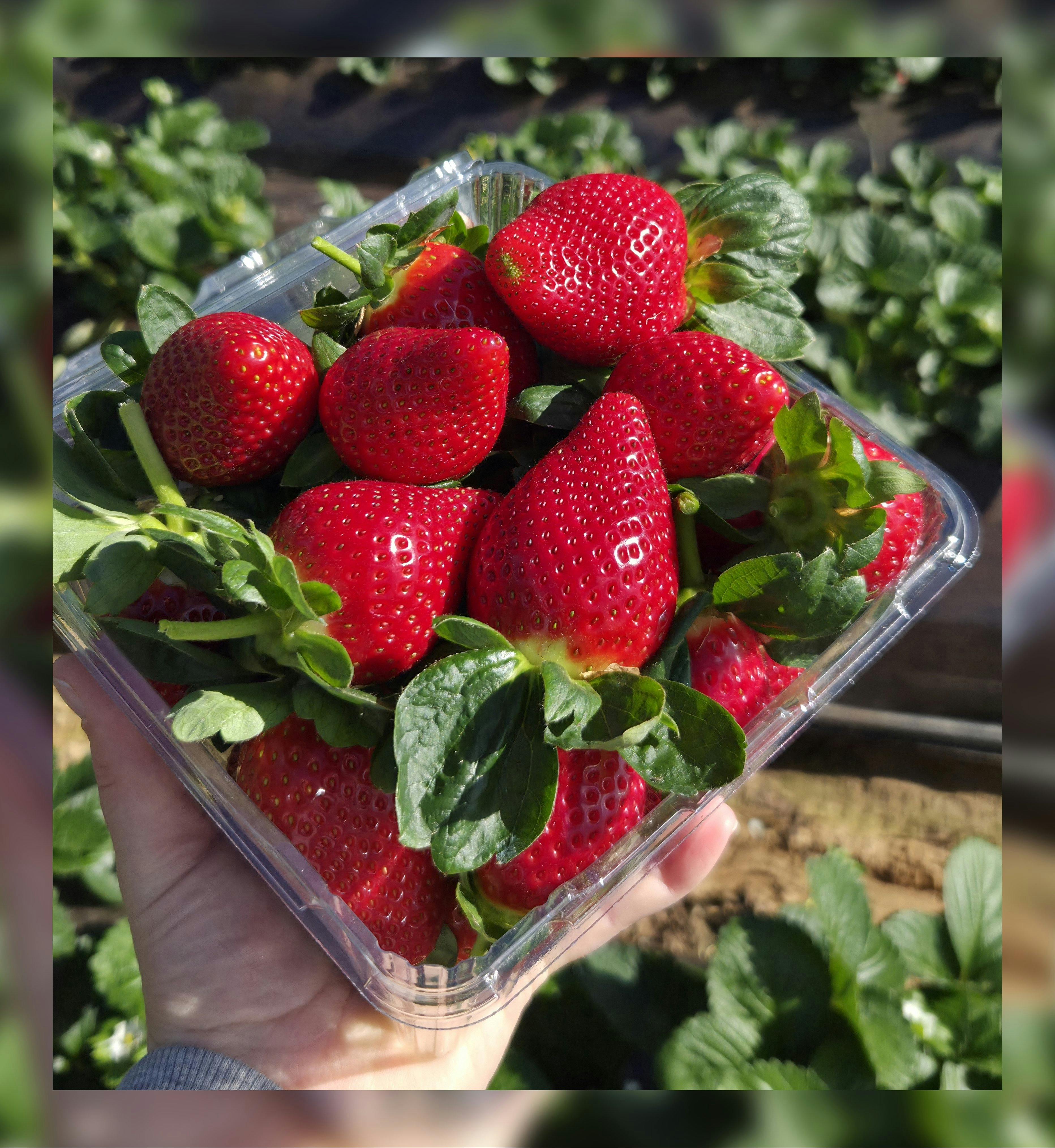 Pick Your Own 1kg punnet with Scarlett Rose variety