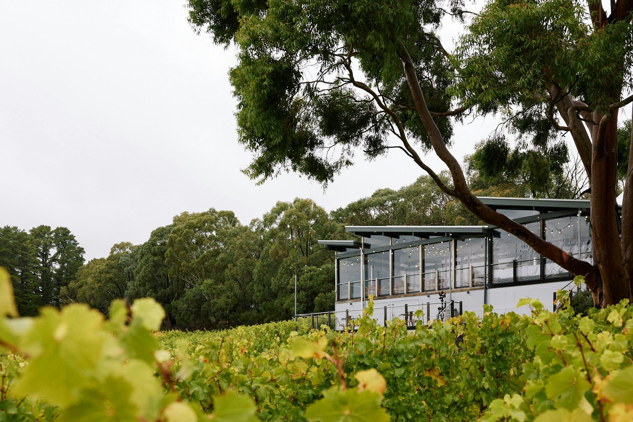 Mt Lofty Ranges Vineyard