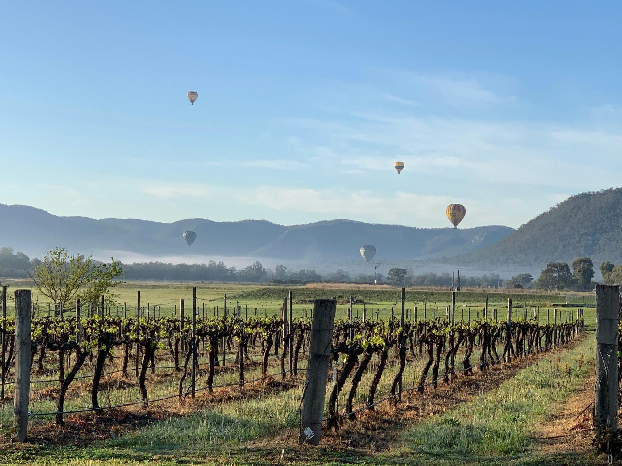Monardo Estate Vineyard