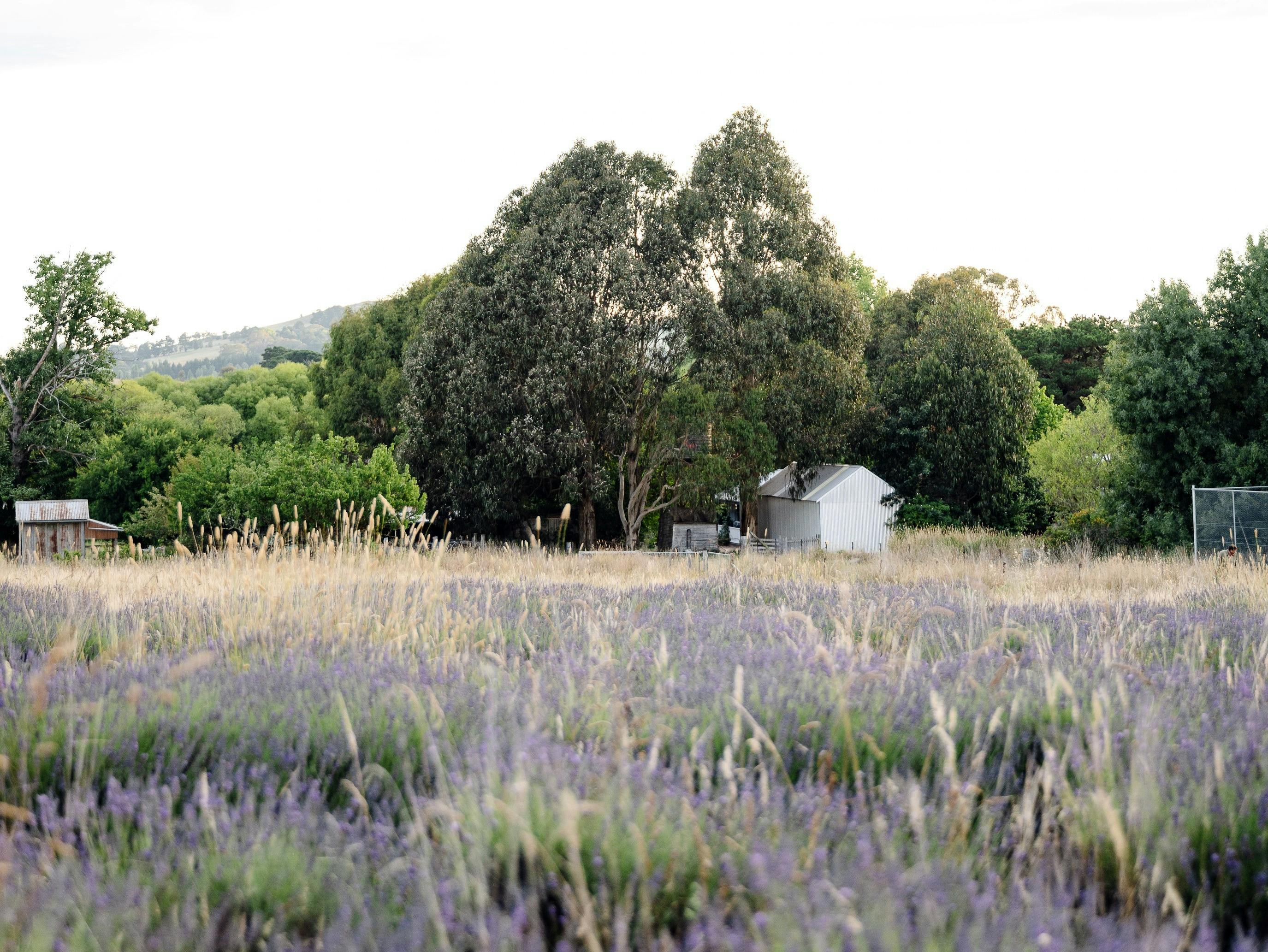 Ashburton Lavender Farm
