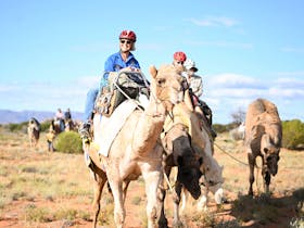 Camel Treks Australia Safaris in the Outback