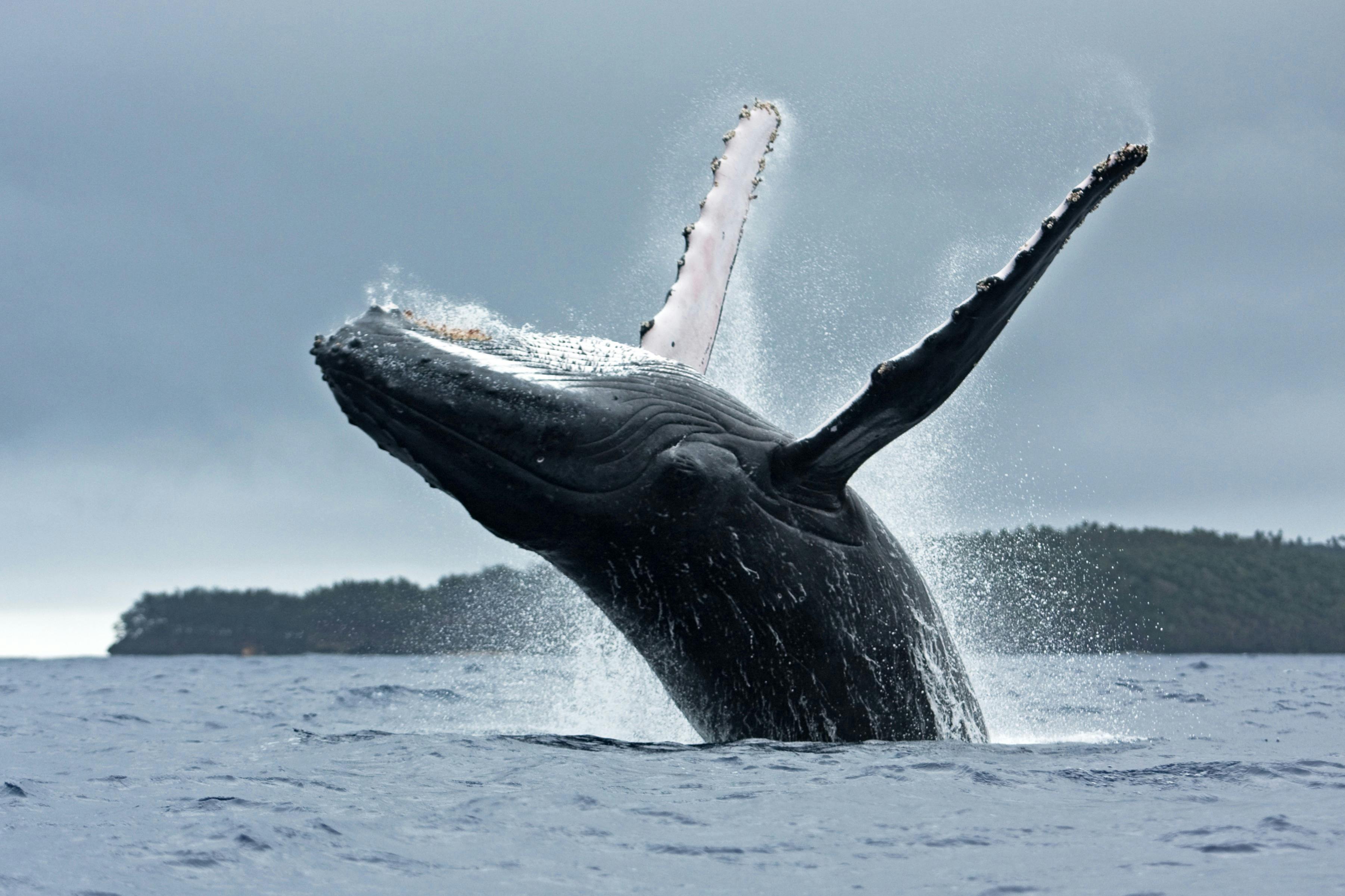 Whale Breaching