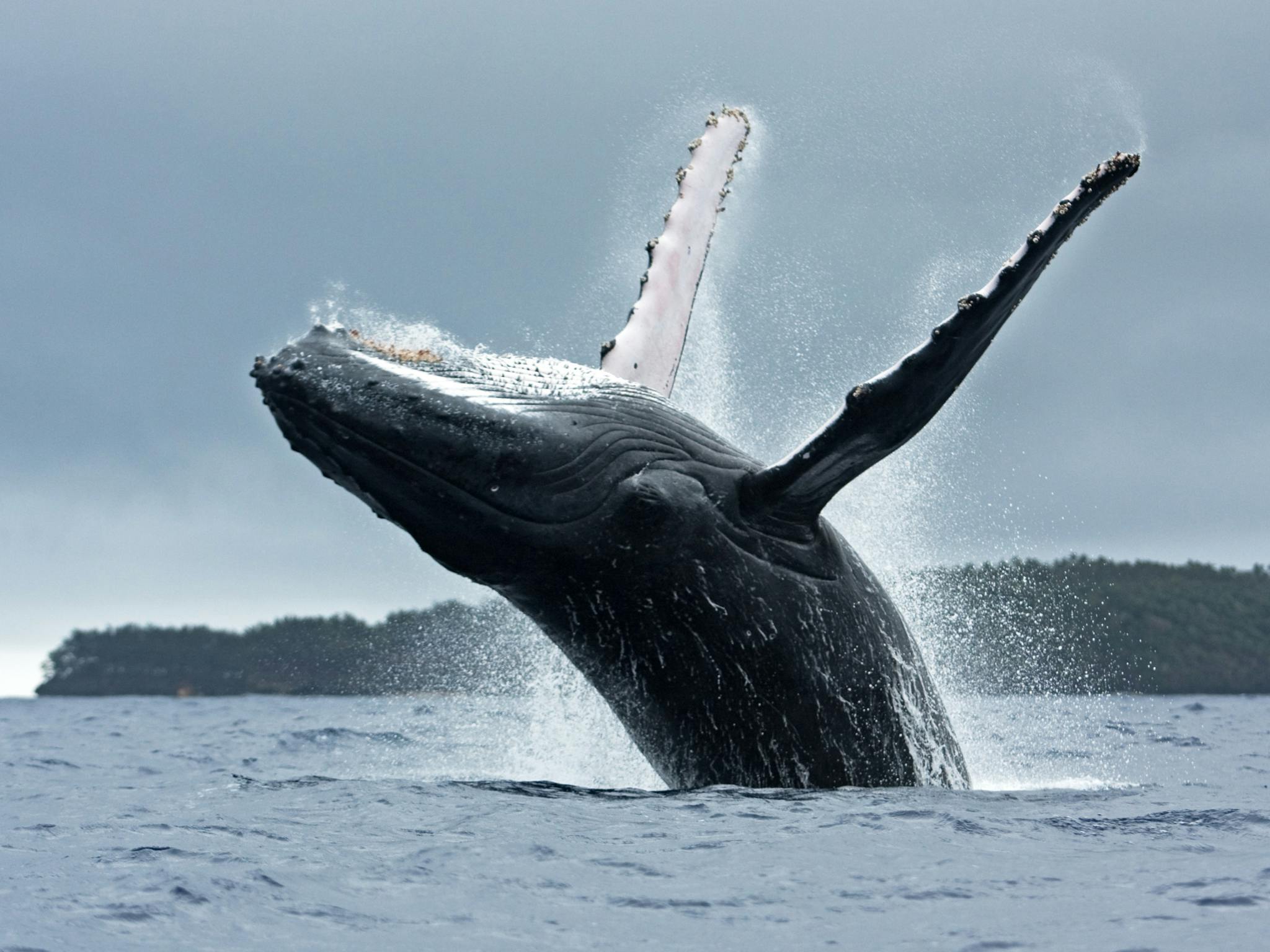 Whale Breaching