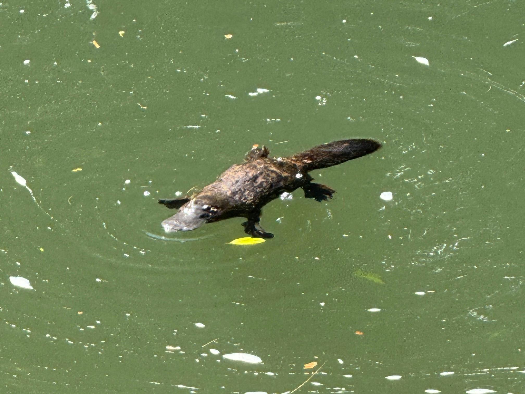 Eungella wild Platypus swimming.