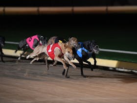 Warrnambool Greyhounds - Racing every Thursday Night