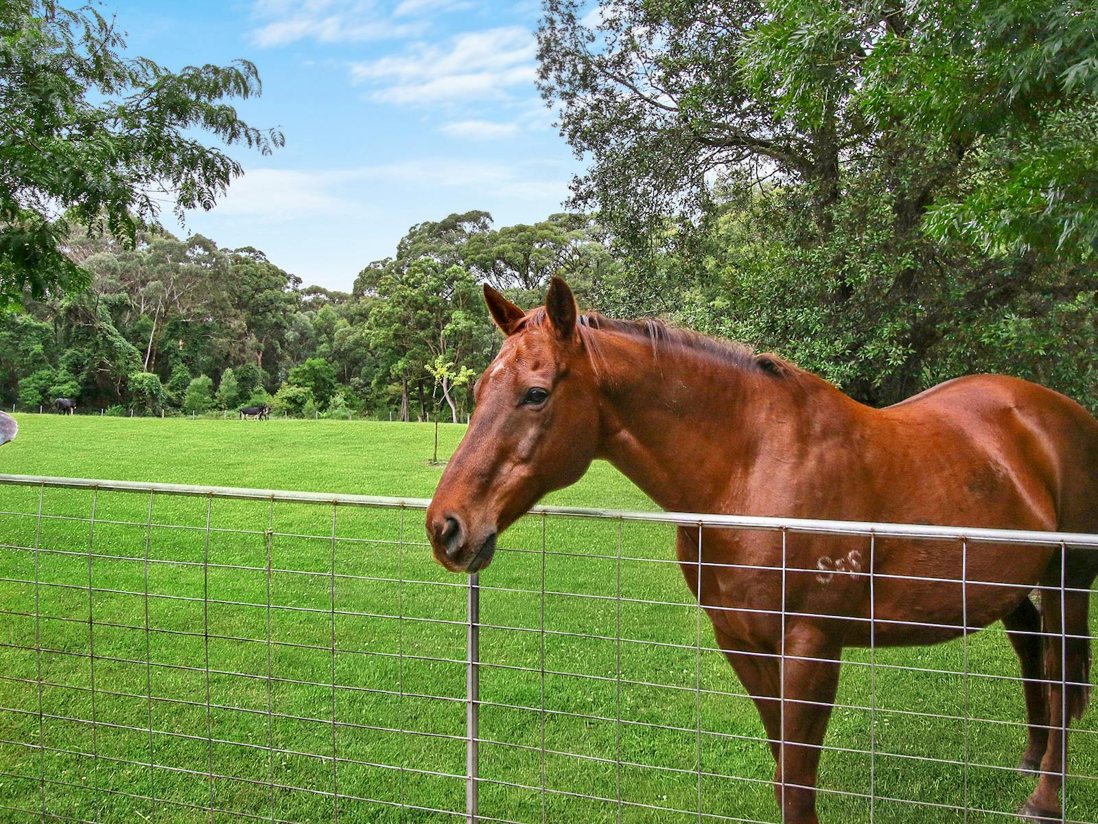 Horses