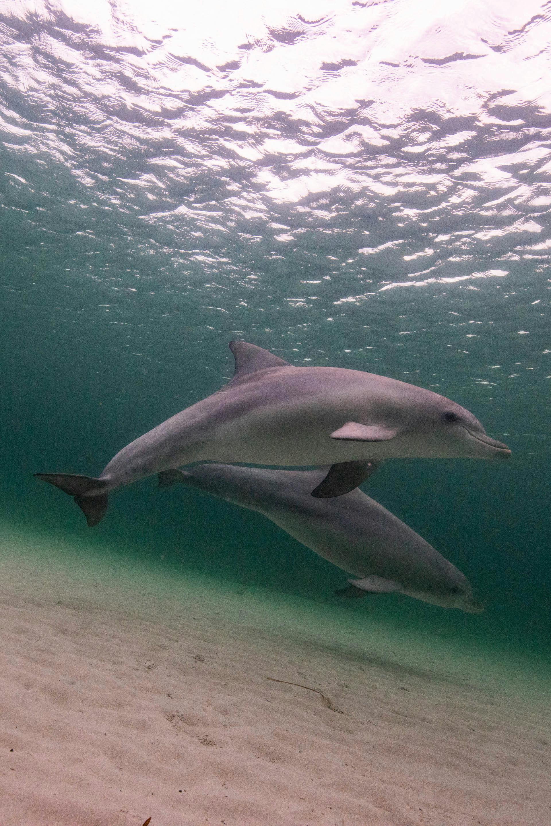Private Swim with Dolphin Tours