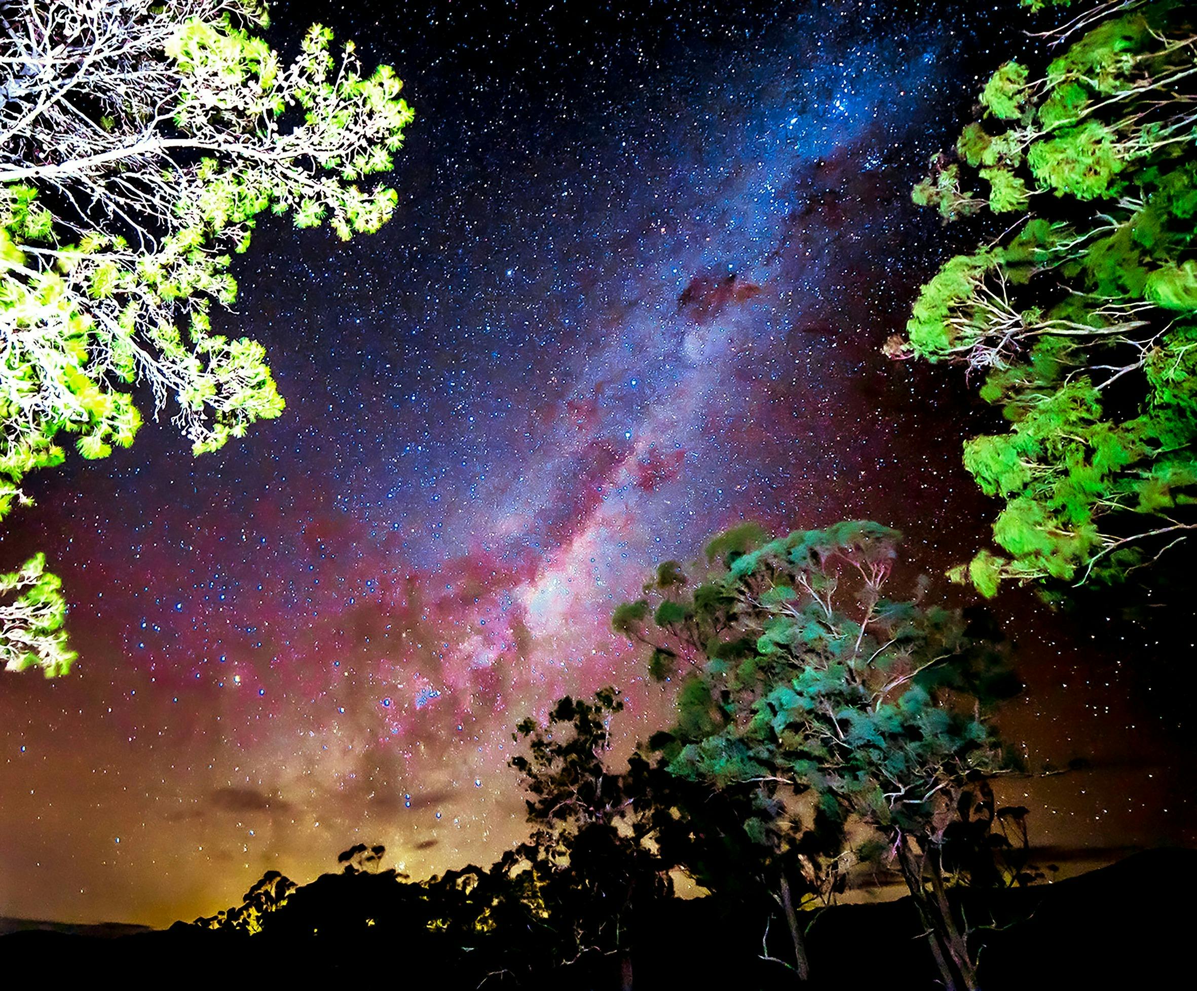 Tree and stars at night