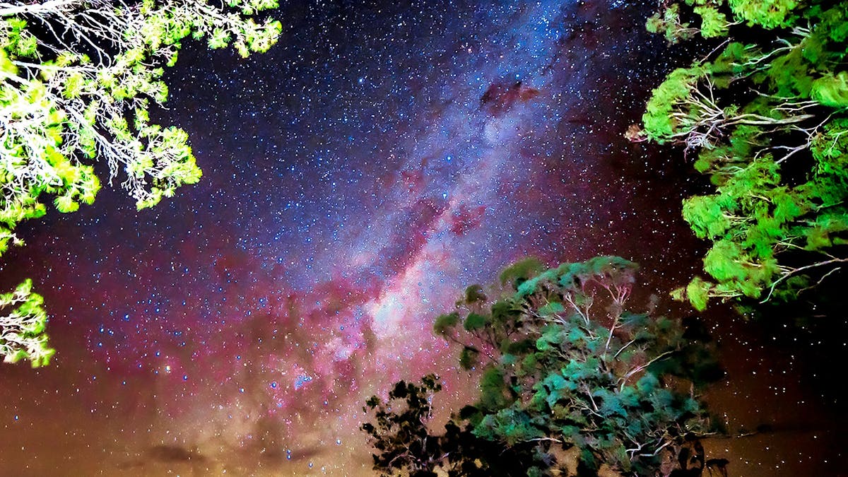 Tree and stars at night
