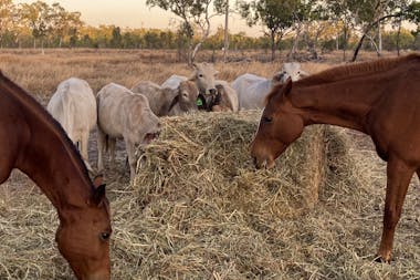 Edith Farms Paradise