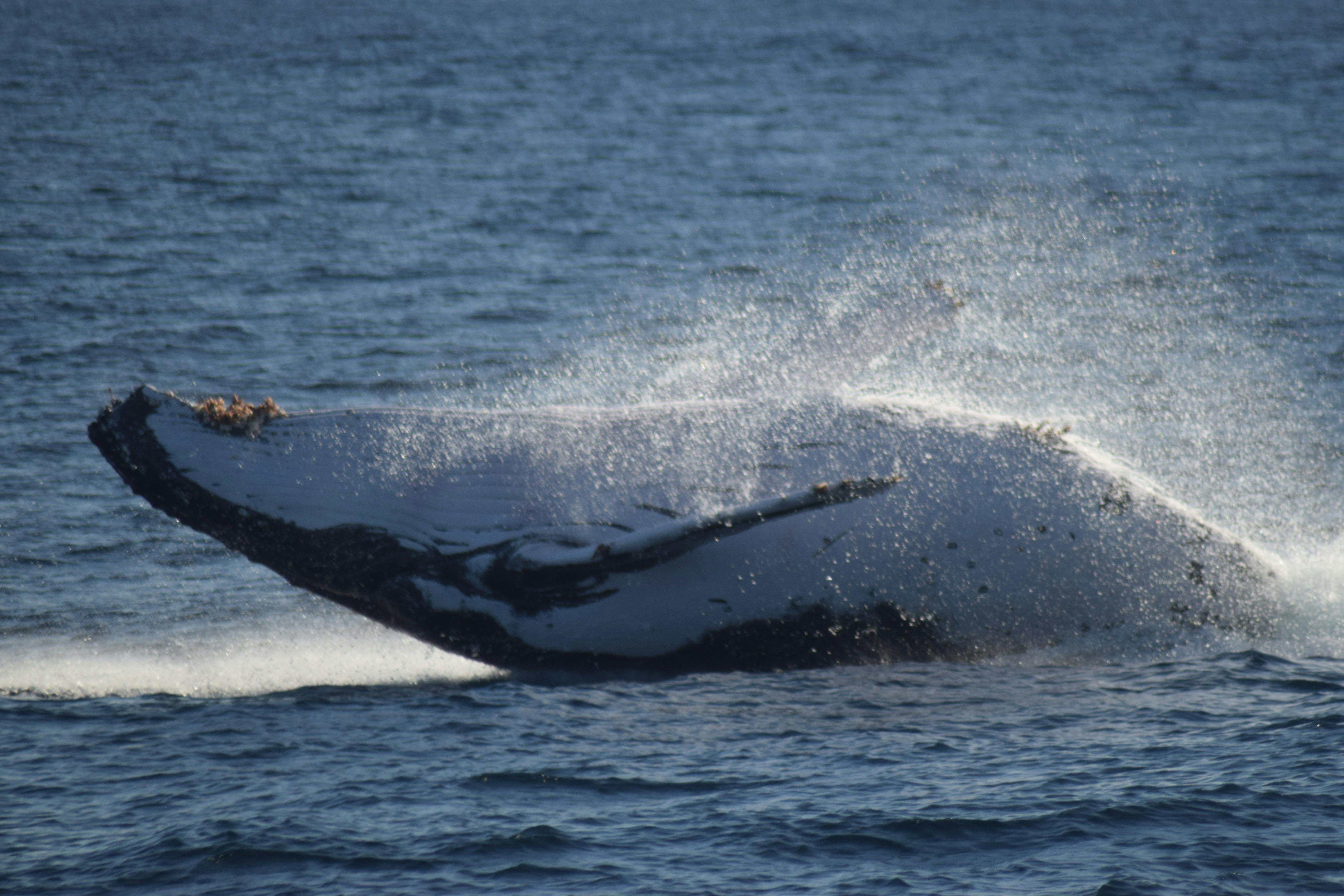 All Sea Charters Whale Watching, Busselton, Western Australia