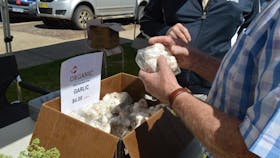 Organic Garlic