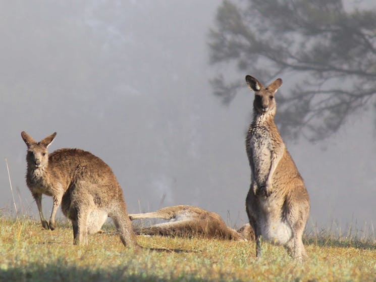 Kangaroos relaxing