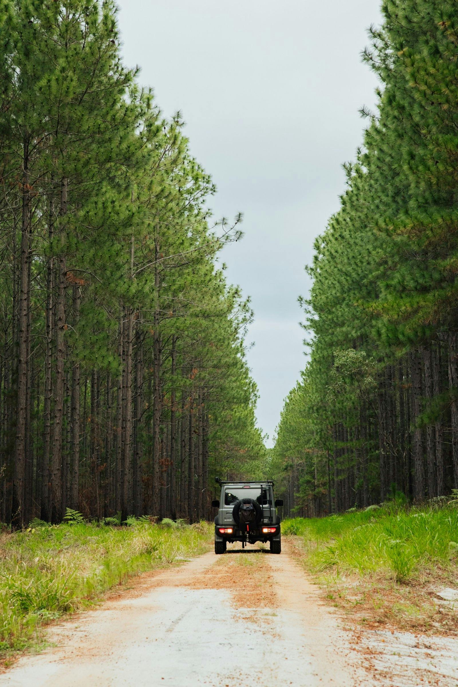 Toolara State Forest
