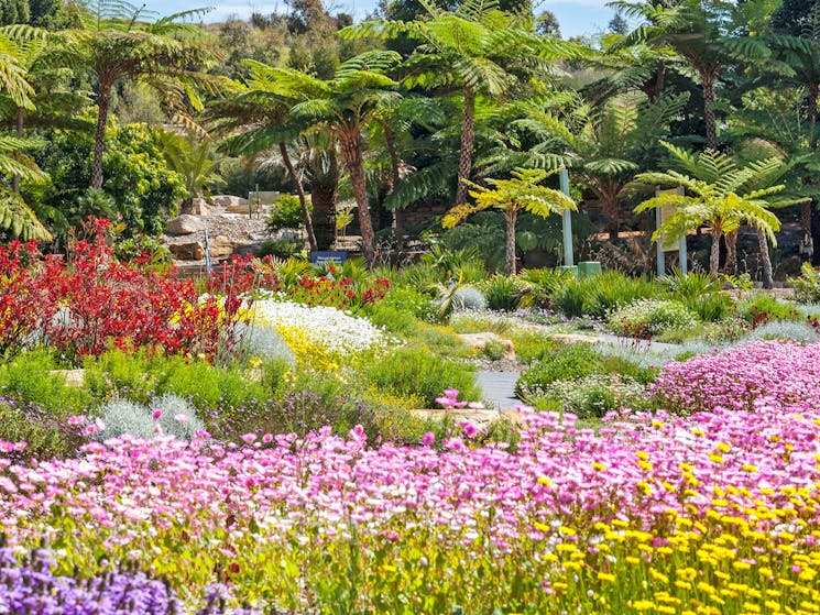 Connections Garden at The Australian Botanic Garden Mount Annan