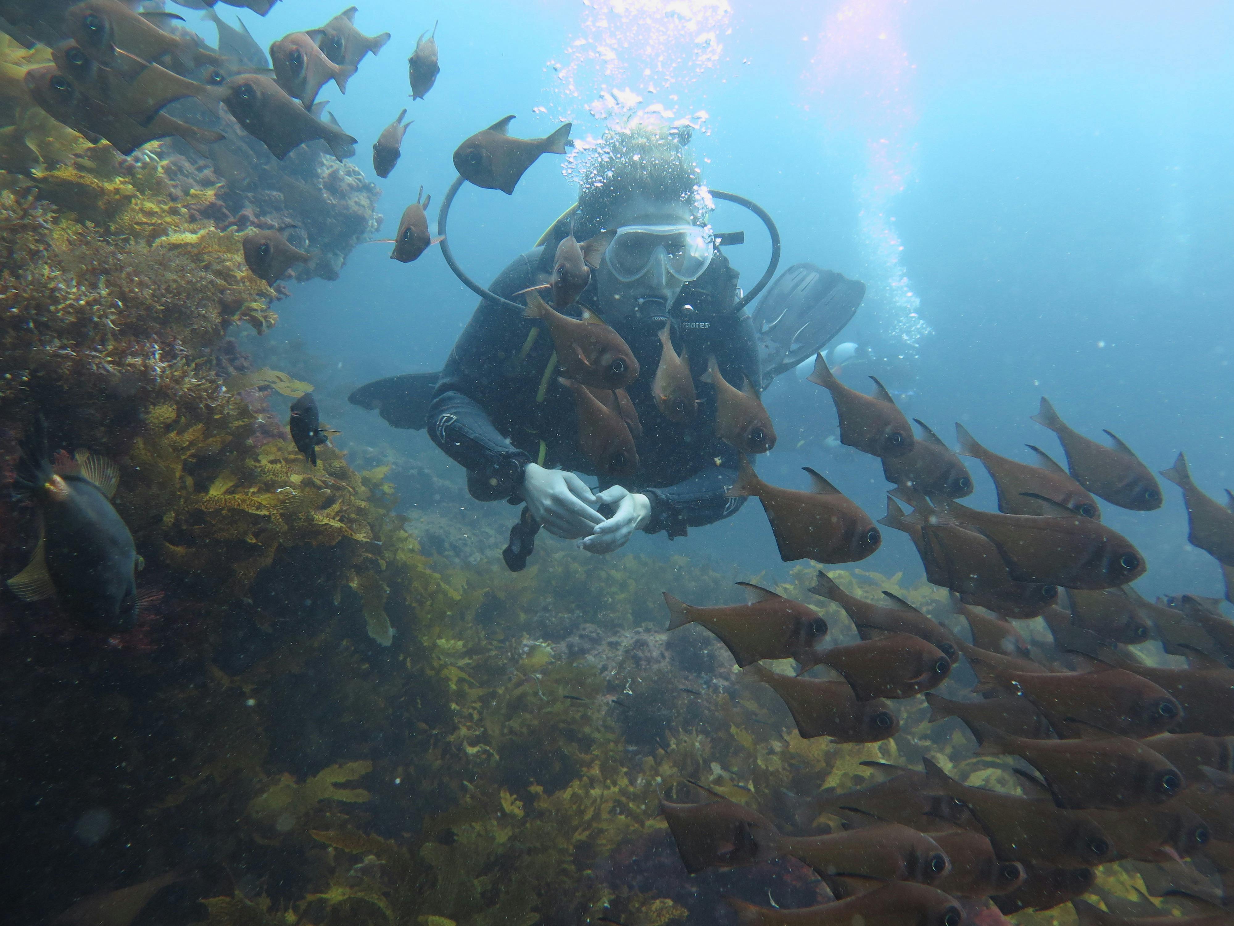 Rottnest Island Double Dive Day