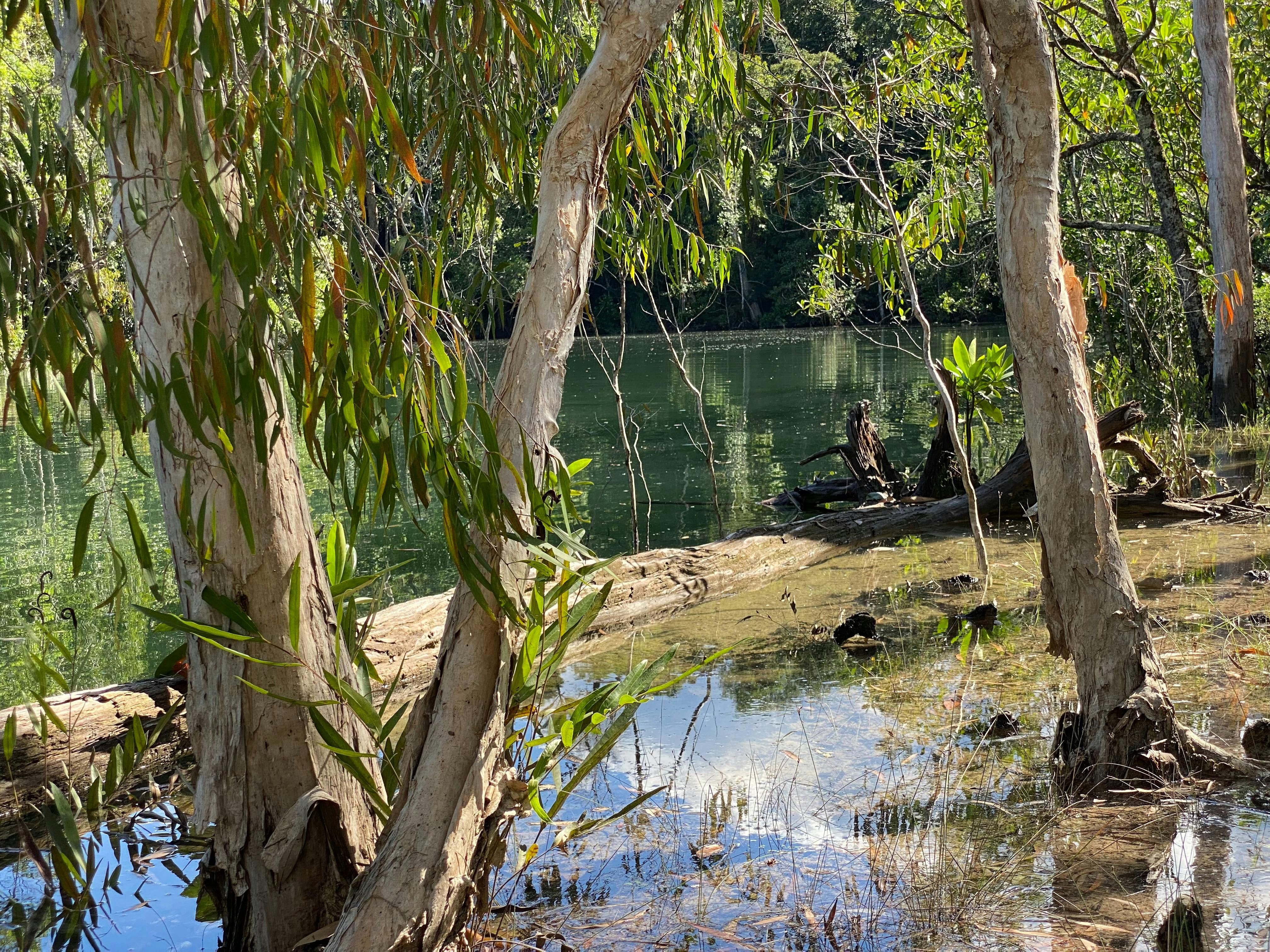 Rainforest view through the paperbark forest and cystal clear water.