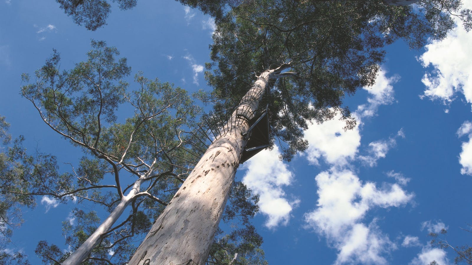 Dave Evans Bicentennial Tree