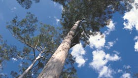 Dave Evans Bicentennial Tree