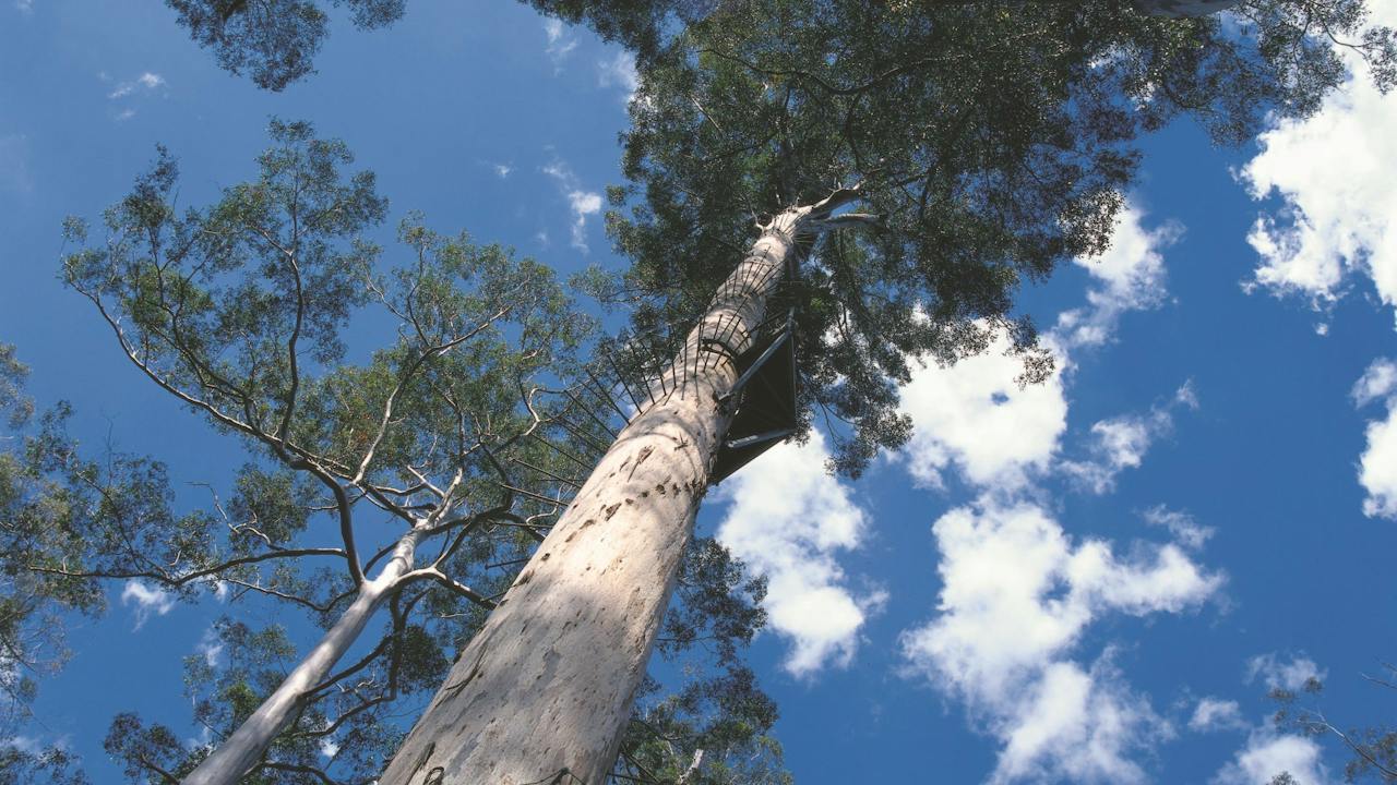 Dave Evans Bicentennial Tree