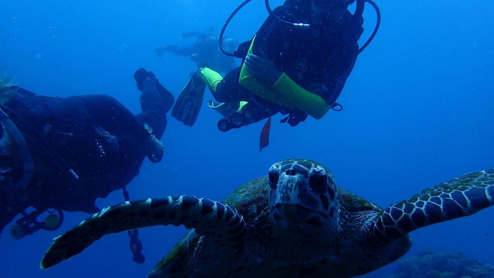 Turtle