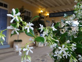 Star jasmine in flower at The Globe Inn's entrance