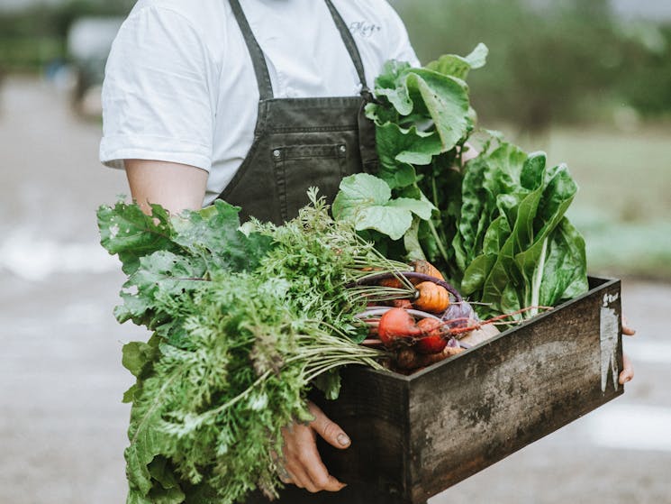 Chef carrying freshly harvest garden produce including carrots, lettuce, beetroot