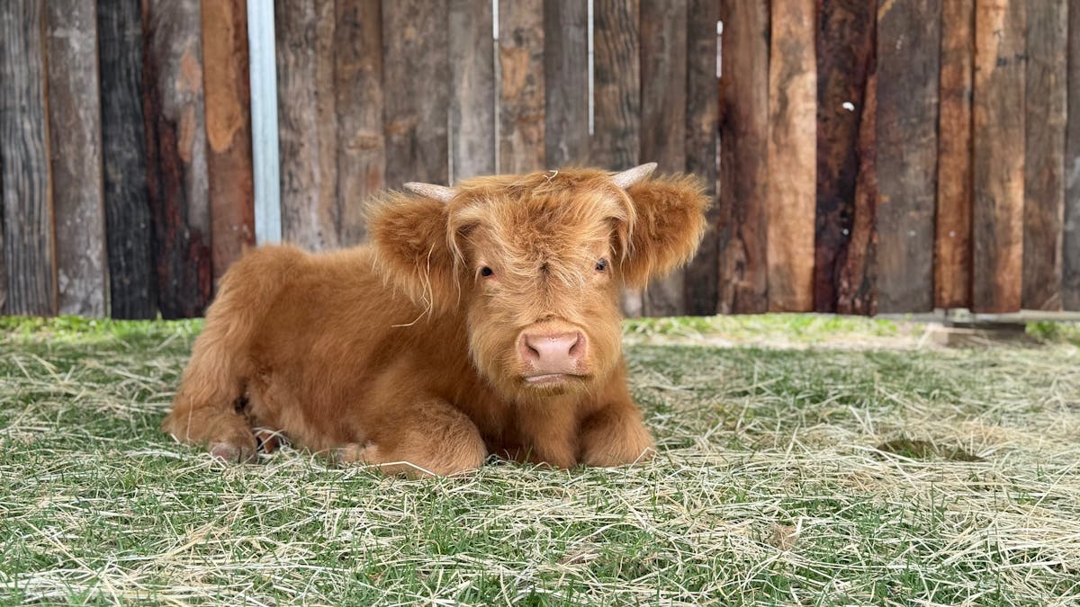 Fluffy gentle highland cow laying in the grass