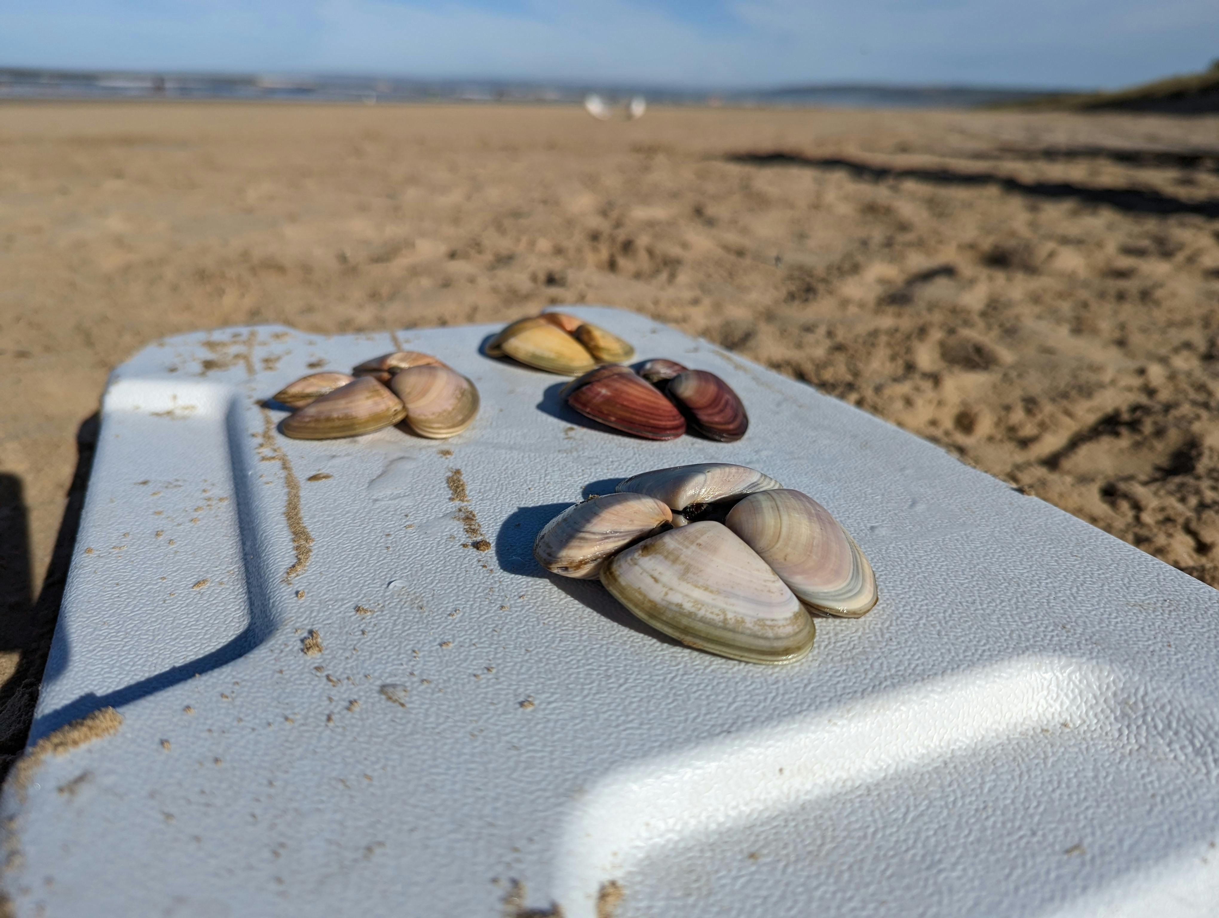 Learn how to identify, collect, and handle these unique shellfish