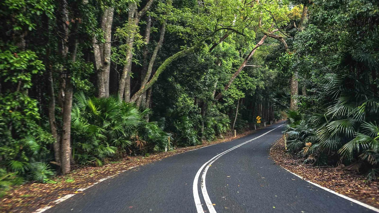 Royal National Park Rainforest