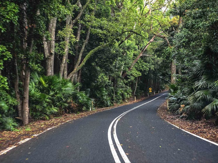 Royal National Park Rainforest