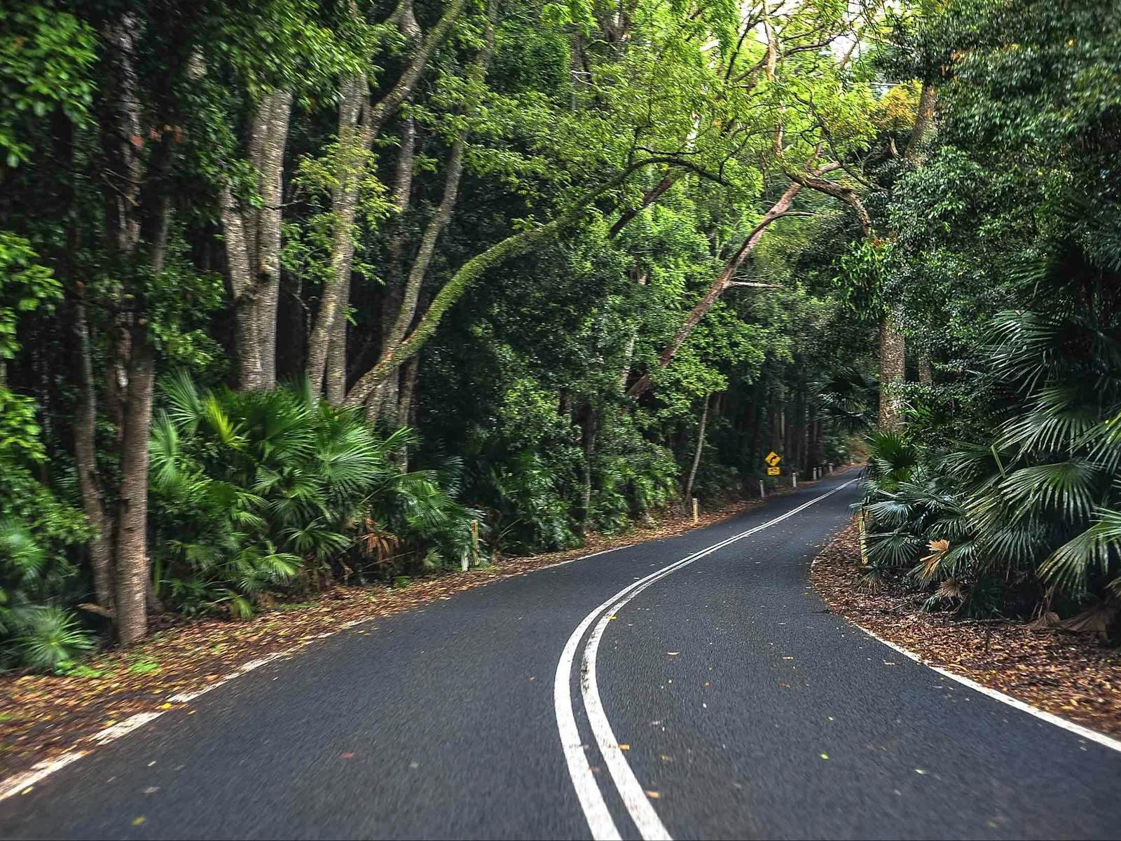 ロイヤル国立公園の熱帯雨林